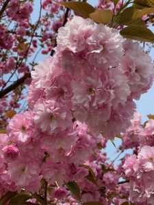 Double cherry blossoms